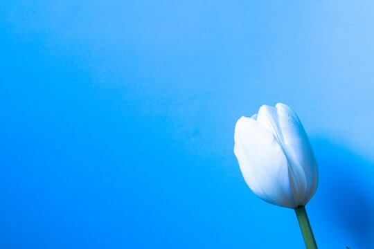 One white tulip close-up in drops of water on a gentle blue background. place for text.