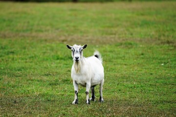 goat on the meadow