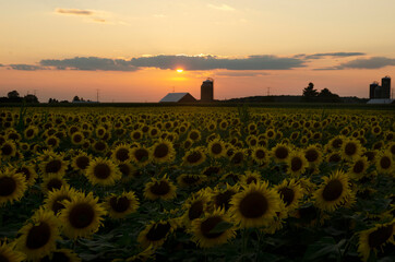 Summer sunflowers