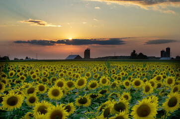 Sunflower sunset