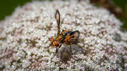 Mosca