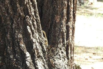 A grey-collared chipmunk enjoying a beautiful day in the Kaibab National Forest, Arizona. 