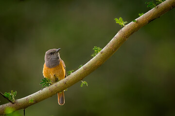 beautiful Little Rock Thrush bird ( monticola rufocinerea ) sitting on tree branch in the morning looks up with pride, beauty, and optimism. Yemen Birds.
