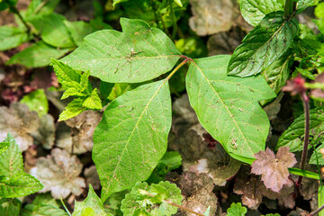 Poison ivy