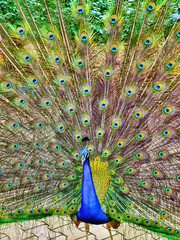 Obraz premium Indian peacock displaying his plumage.
