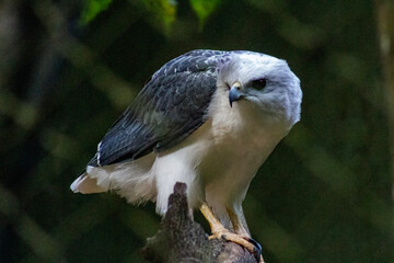 widlife nature animals wild