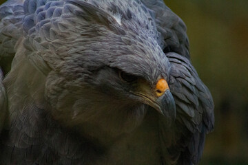 widlife nature animals wild