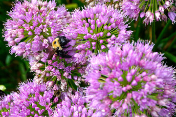 Bee gathering pollen on pink flowers