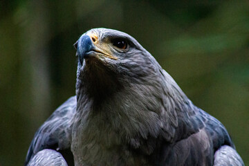 widlife nature animals wild
