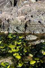 Rockface with algae green rocks in sea water