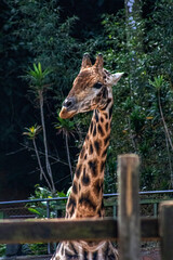 widlife nature animals wild