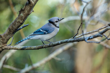 blue jay is perched on a nearby branch on a sunny day at the park