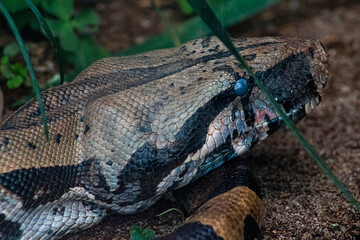 widlife nature animals wild