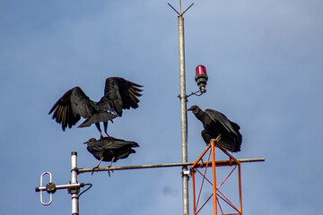 widlife nature animals wild