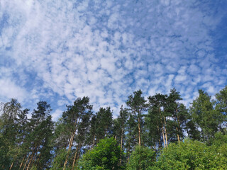 Deciduous trees and ship pines against a beautiful sky with clouds on a hot summer day