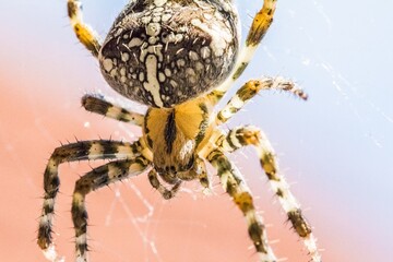 Big arachnid spider in its spiderweb silent waiting for victims. Disgusting animal for arachnophobic or arachnophobia people. The insect in its trap web visualizes the dangerous thread of nature