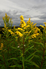 Kanadische Goldrute // Canadian goldenrod (Solidago canadensis)