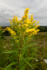 Kanadische Goldrute // Canadian goldenrod (Solidago canadensis)