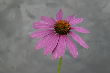 Echinacea oder auch Purpurfarbener Sonnenhut aus dem Garten