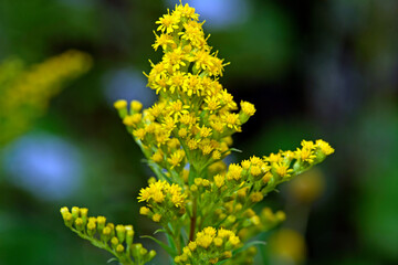 Kanadische Goldrute // Canadian goldenrod (Solidago canadensis)