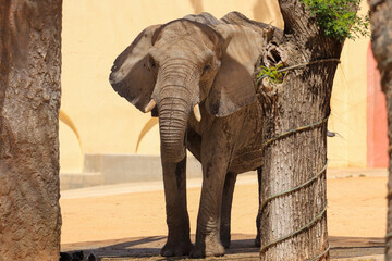 Fototapeta na wymiar African elephant behind a tree in the savannah.