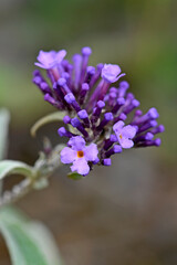 Sommerflieder, Schmetterlingsflieder // Summer lilac, butterfly-bush (Buddleja davidii)