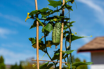 against the background of the blue sky, a green cucumber grows in the garden bed near the barn