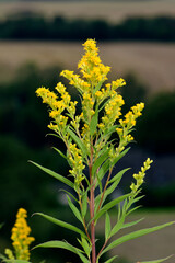 Kanadische Goldrute // Canadian goldenrod (Solidago canadensis)