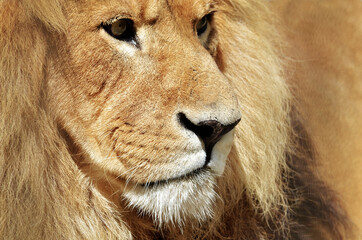 close up of a lion