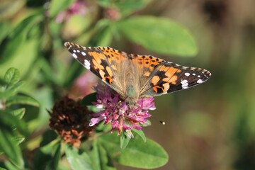 Vanesse des chardons