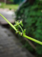 Insects on the plant