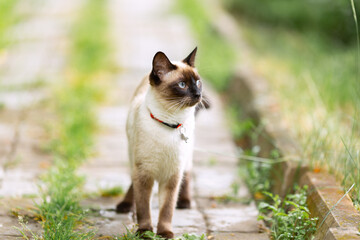 A Thai cat stands on a garden path on a summer day.