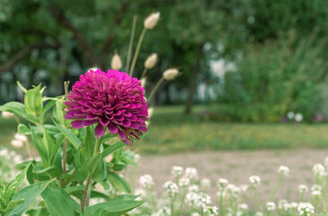 Zinnia purple graceful blooms in the summer garden.