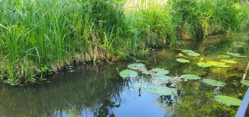 Seerosen im Teich