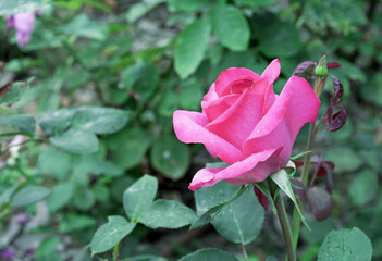 Blooming pink rose in the summer garden. Hybrid tea rose.