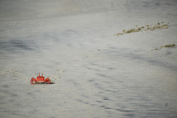 Hermit crab on the sand © Carter