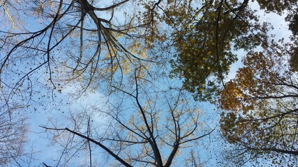 Autumn trees and sky