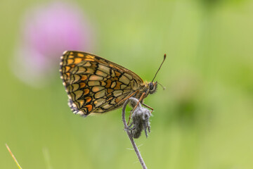 Heath fritillary (Melitaea athalia)