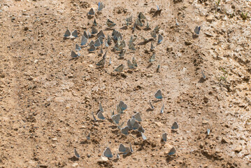 Butterflies Taking Minerals