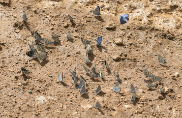 Butterflies Taking Minerals