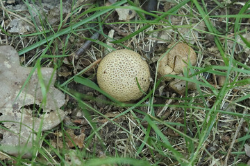 Mushroom round raincoat.