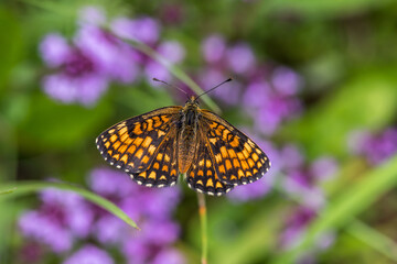 Heath fritillary (Melitaea athalia)