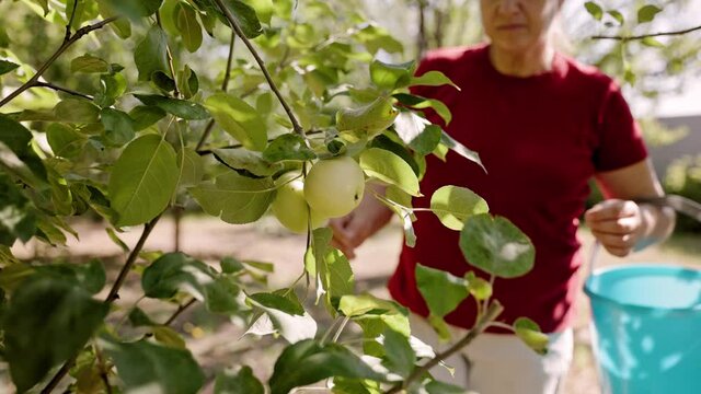 Female in red t shirt picking apples from tree isummer garden