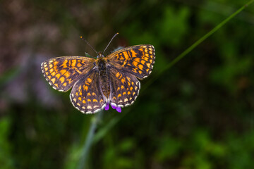 Heath fritillary (Melitaea athalia)