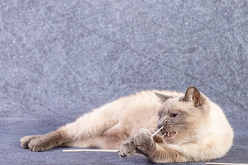 The bright cat of the Thai breed plays with a paper stick.