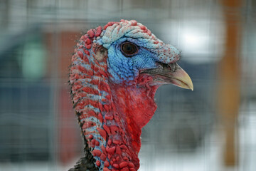 portrait of a turkey