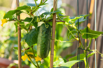 Fresh, green cucumber grows in a garden bed near a wooden fence