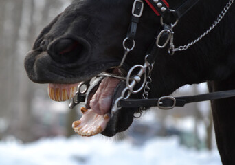 mouth of a horse
