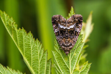 Marbled white spot(Protodeltote pygarga)