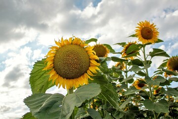 sunflowers, field with sunflowers in summer, yellow fields with sunflowers, sunflowers against the blue sky